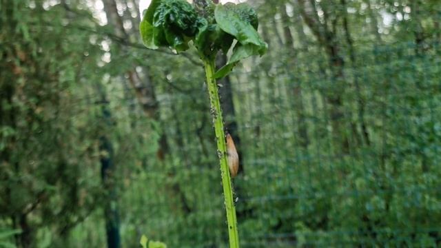 Творю сад. Триллер: сад 2 недели без ухода и после урагана смотреть онлайн