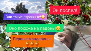 16.09.2023 #1 В том же поезде,вагоне,купе!😆Какая у него скорость_🚅Сделал замеры!📐🐈ворует рыбу!