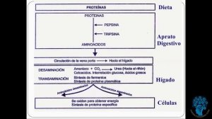 Metabolismo y Catabolismo de Proteínas