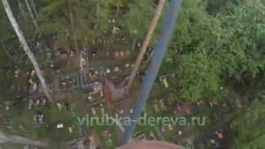 разобрали березу на кладбище