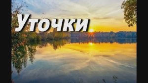 УТОЧКИ. СЛ. И МУЗ. А. КАШКИ