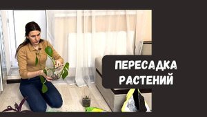 Пересадка комнатных растений