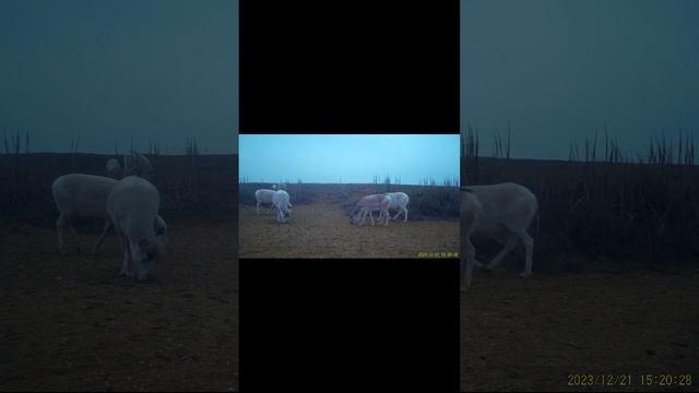 Сайгаки в зимнем наряде пасутся