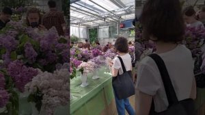 Сирень.Выставка 2024г в Аптекарском огороде(Ботсад МГУ на Проспекте Мира г.Москва)