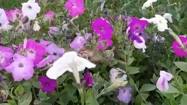 редкая бабочка 🦋