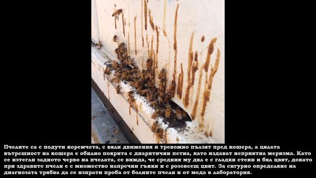 Нозематоза - Особености, профилактика и лечение