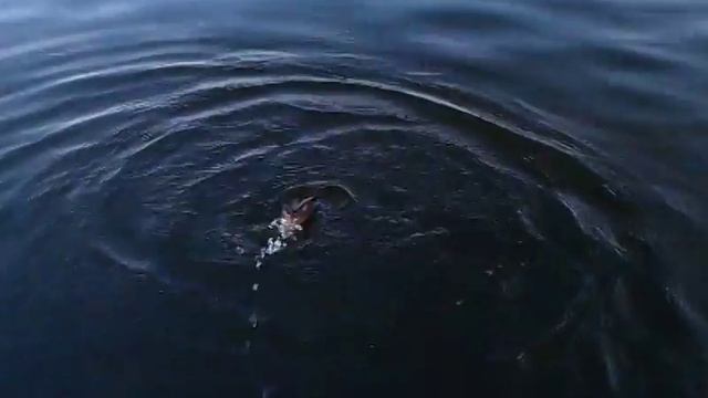Ловля речного окуня спиннингом Айко Жаннжета!!!