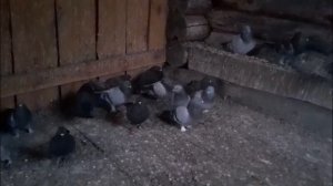 ТУРЕЦКАЯ ТАКЛА Н. БАБАЕВА