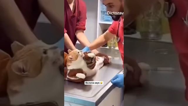 как отучить кота писать в тапки