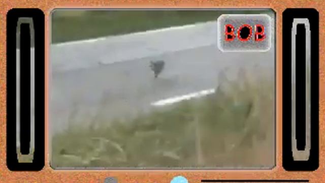 заяц на старте обгоняет раллийною машыну