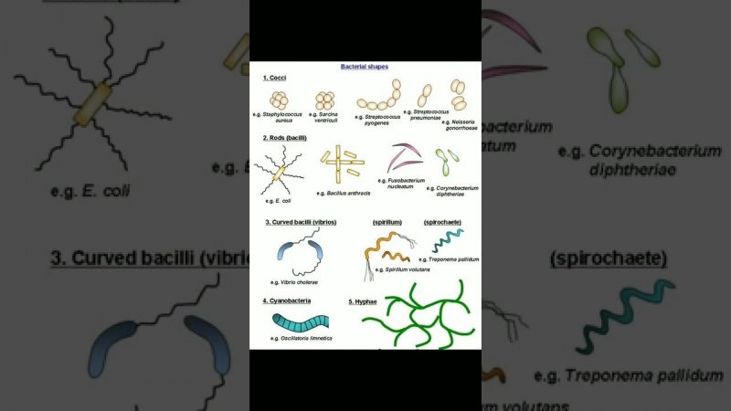 different shape and size  bacteria #morphology #bacteria #microbiology #biology  #practical  #short