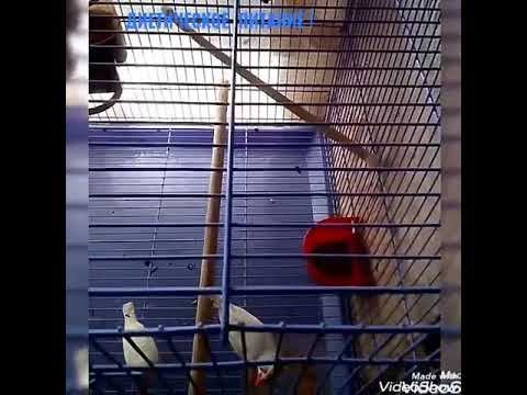 ОРНИТОТЕРАПИЯ: АМАДИНЫ - ТОЧКА СОПРИКОСНОВЕНИЯ 🐦 ТВОРОЖОК 🐦