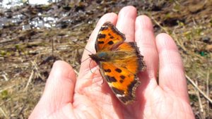 Бабочка на руке