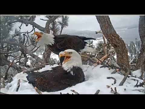 Big Bear Eagles ~ DEFEND & PROTECT! Jackie & Shadow Unite To Chase Intruder Off! INTENSE Coverage!! смотреть онлайн