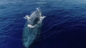 Обитатели морей и океанов. Развивающие мультики про животных для детей. Морские животные для детей.