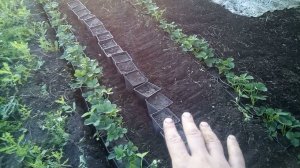 #Заработок на клубнике. Выращиваю #саженцы на продажу.