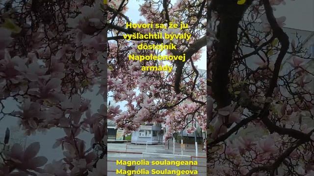 Magnolia soulangeana  - Magnólia solangeova - Šacholán soulangeuv