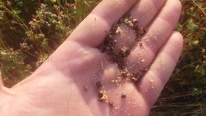 Десикация гречихи ГРЕНДБИ. Влагомер показал 8,5 процента. Десикант Укравит Агро.