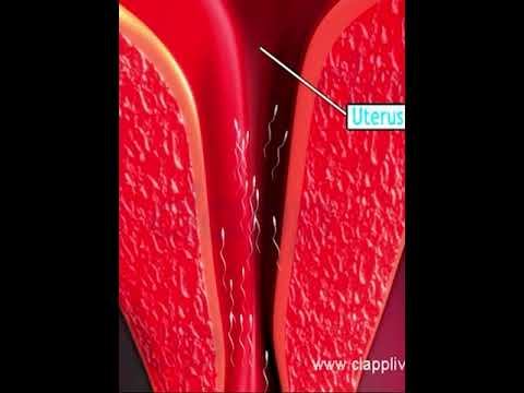 Human Reproduction (3D Animation)