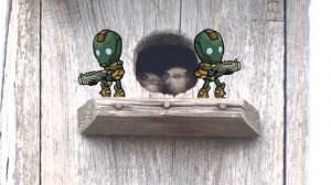 Охрана стрижей