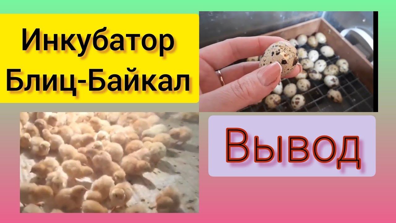 Перепёлки/Вывод на 17сутки/Результатом ДОВОЛЬНЫ