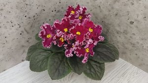 Фиалка ЛЕ-Антарес