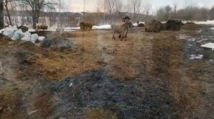 Песня о добре)