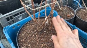 Защита от мышей зимой. Метельчатые гортензии. #защита#от#мышей#гортензии#метельчатые#