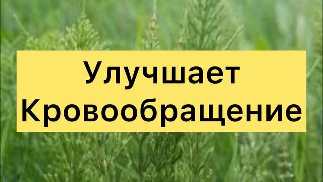 РЕЦЕПТ! Как ОСТАНОВИТЬ ВЫПАДЕНИЕ ВОЛОС?