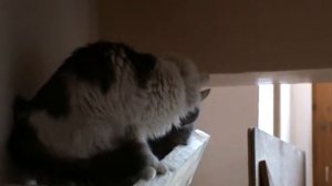 кооты друзья навсегда)))))))))))))))))))