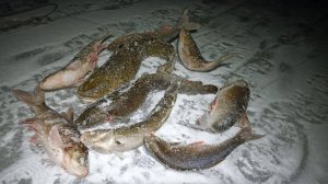 Улов растёт ! Продолжаем осваивать неокрепший лёд Печоры \ 29.11.24