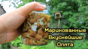 Мариную вкуснейшие грибочки опята, подал к семейному столу, всем очень понравились