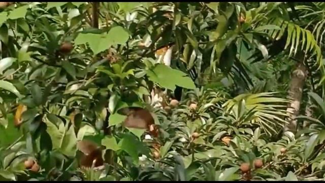 BUTTERFLY DANCING AND FLAPPING WINGS IN AIR/CUTEST ROMANCE THAT YOU COULD EVER SEE/MEDITATION смотреть онлайн