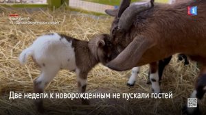 Козлята родились на Детской экологической станции Нового Уренгоя