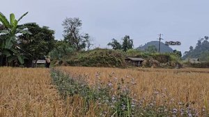 The biggest failure in the life of a 17-year-old single mother - Helen - Banana Harvest