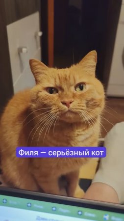 Филя — серьёзный кот