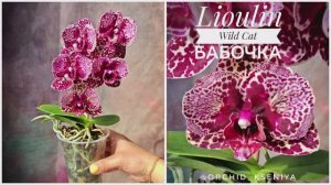 Phal. Lioulin Wild Cat peloric от садовника Son Ya 🌸 Цветение орхидеи бабочки Дикий Кот | Обзор