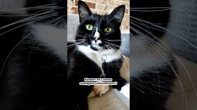 Бывает ли у котов синдром «синдром самозванца»? смотреть онлайн