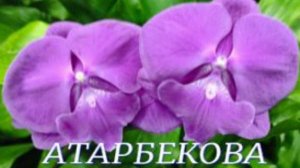 №979/ СВЕЖИЕ шикарные ОРХИДЕИ в с/ц на АТАРБЕКОВА