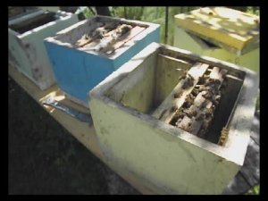 Заселение микронуклеуса