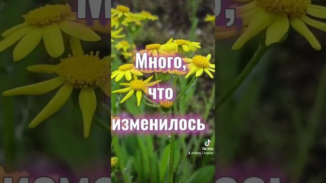Цитаты про жизнь. Красивое видео для сторис в инстаграм. Цветы. Природа смотреть онлайн