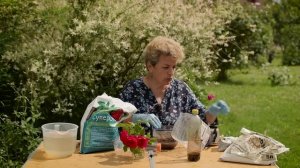 Розы из черенка  -  получится даже у новичка