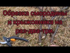Обрезка смородины и крыжовника