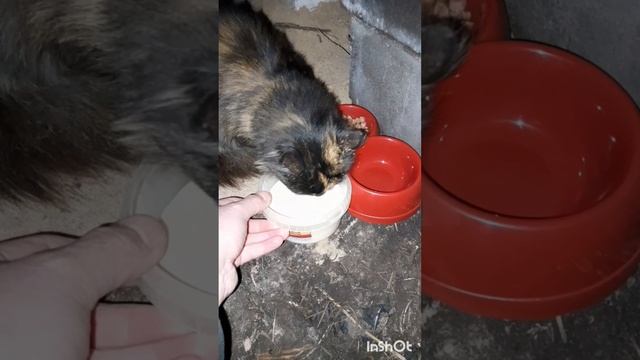 Какой-то урод бросил кошку в нашей деревне и оставил её выживать! 😡