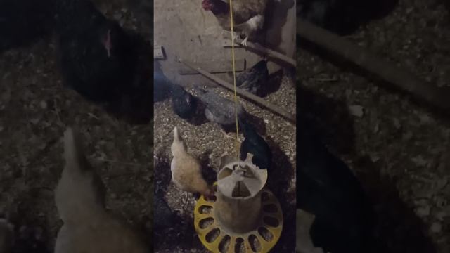 Доминанты смотреть онлайн