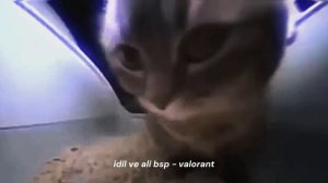 Cipi Cipi Capa capa (Türkçe Çeviri)