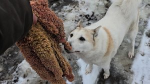 По возвращению всем лосиного рубца