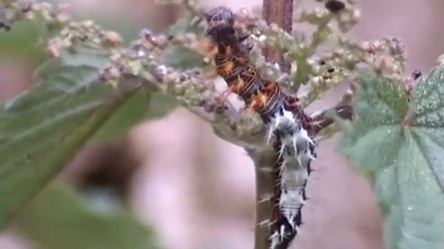 De gehakkelde aurelia (Polygonia c-album) смотреть онлайн