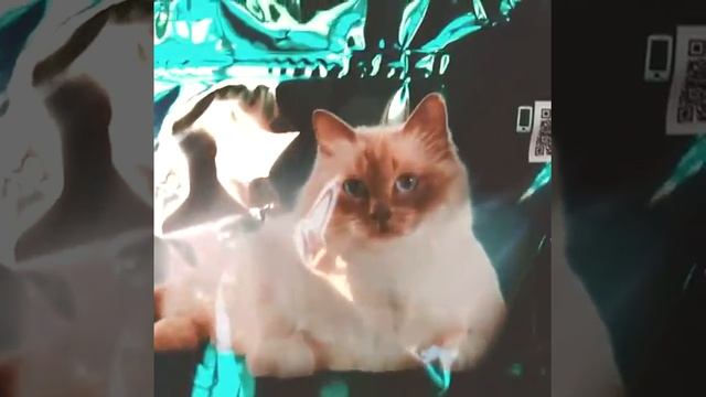 è l'ora delle crocchette Purina ONE Sterilcat! смотреть онлайн