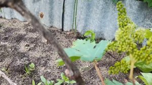 🍇Подкормка борной кислотой винограда для завязи гроздей...🍇🍇🍇